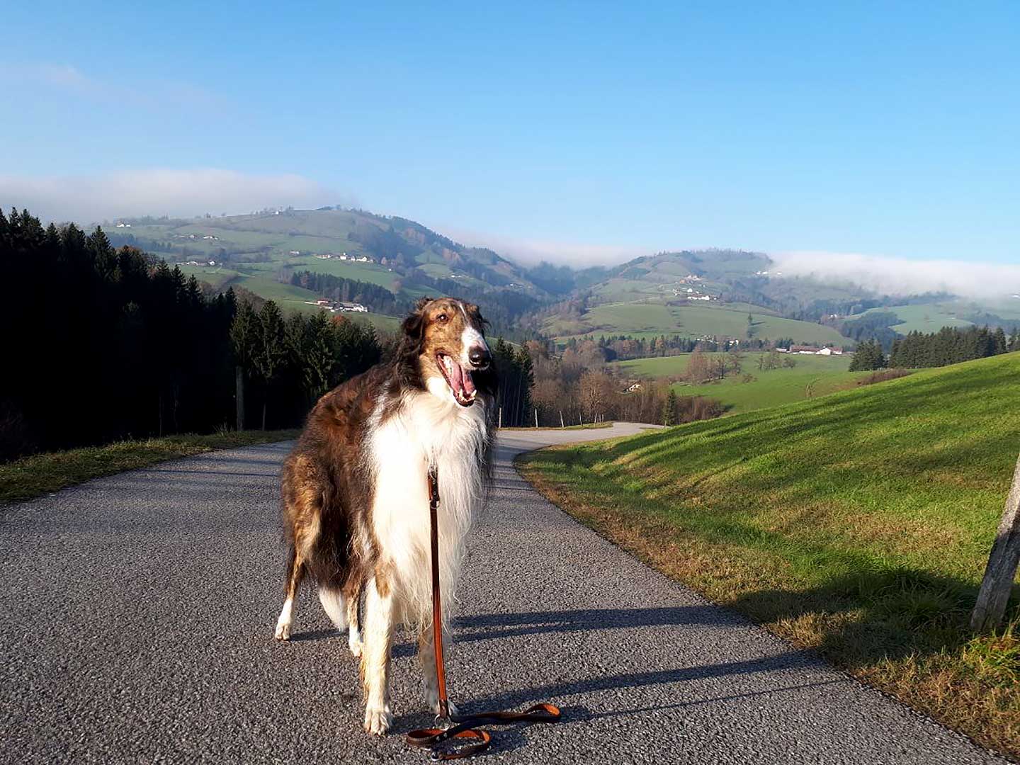 Der Große Zoltan ... mein bester Kumpel!